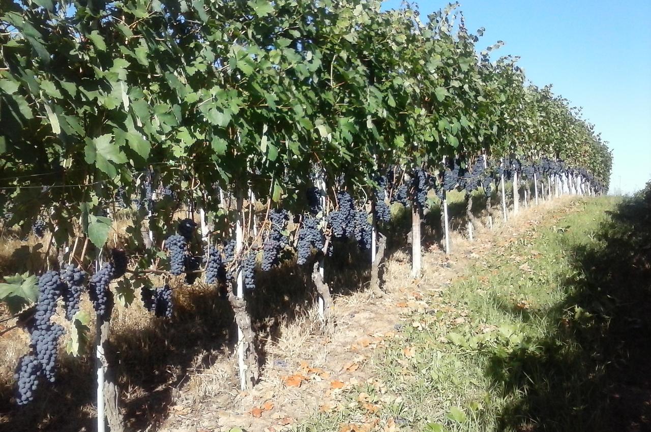 Tenuta Calabiana Diano dʼAlba Εξωτερικό φωτογραφία